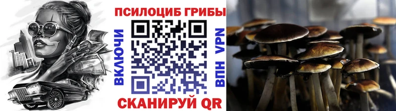 Псилоцибиновые грибы Cubensis  Купить закладки  Зея 